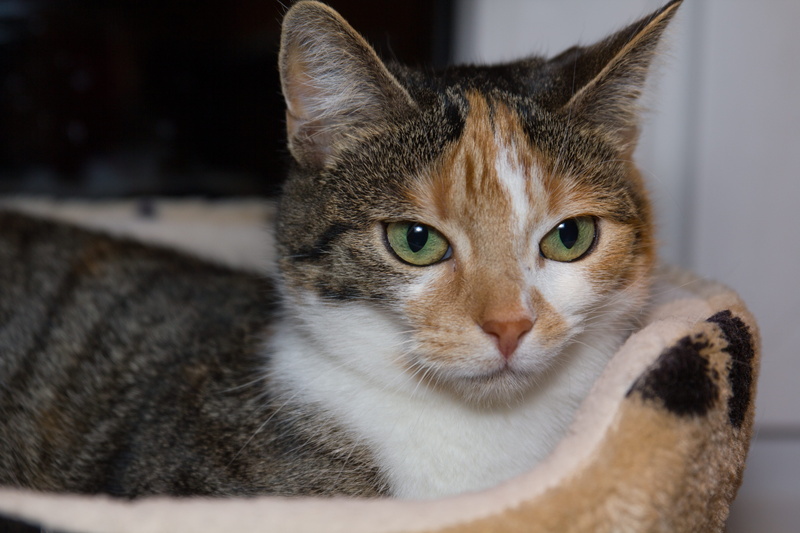 domestic animals, feel at home, sweet, curious, animal eye, tabby, young cat, kitten, close-up, cat, pets, body part, animal body part, animal, animal themes