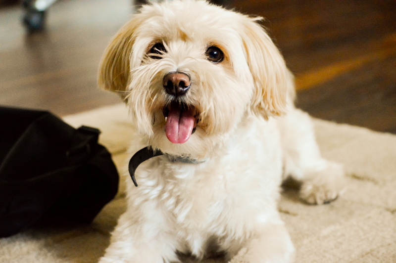 dog, handsome, vertebrate, 5K, curious, mouth open, shih tzu, canine, mammal, doggy, panting, fluffy, pets, hair, animal hair, lap dog, cute, domestic