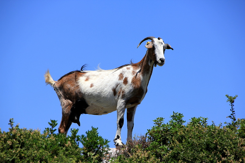 domestic goat, domestic animals, blue, grass, zakynthos, animal, curious, outdoors, side view, standing, domestic, tree, one animal, herbivorous, fur, 5K