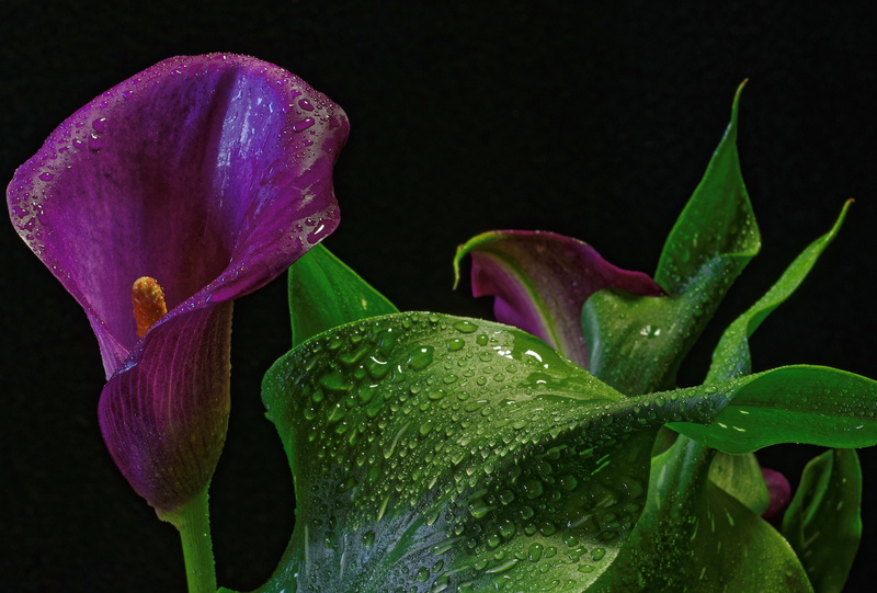 vulnerability, purple, plant, 4K, flowering plant, calla lily 4k full hd, flower head, leaf, rainy season, dew, black background, outdoors, rain, wet