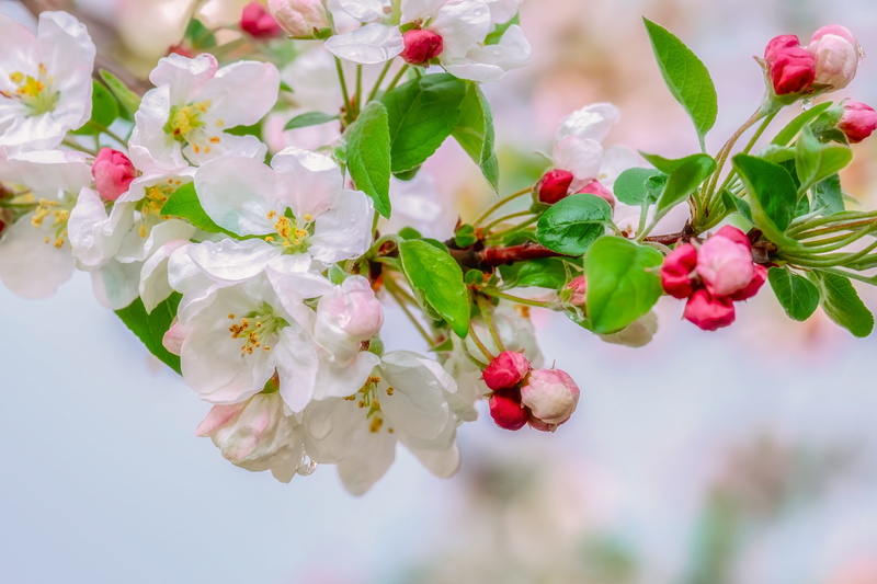 pink white, hall, focus on foreground, petal, freshness, fragility, leaves, cherry blossom, day, frühlingsanfang, flower head, bouquet, flower arrangement