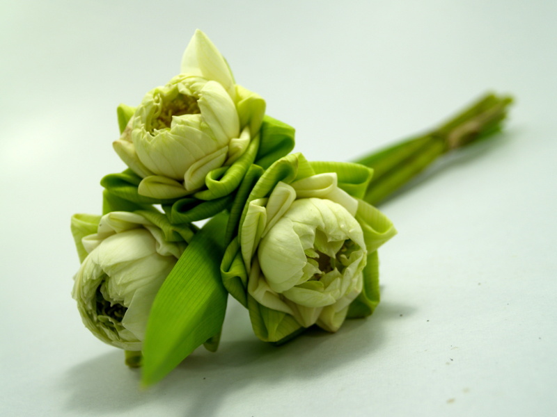 freshness, pool, colored background, space, aquatic, zoom, spring, spark, botany, nature, studio shot, floral, vegetable, petal, decor, relax, dieting