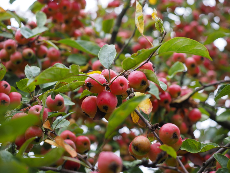 small, ripe, apple, green color, outdoors, rose greenhouse, beauty in nature, growth, leaf, day, focus on foreground, nature, red, fruit, food, plant, plant part