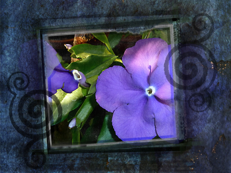freshness, no people, outdoors, flower, day, ornament, plant, growth, decorative, texture, vulnerability, flowers, beauty in nature, framed, nature, architecture