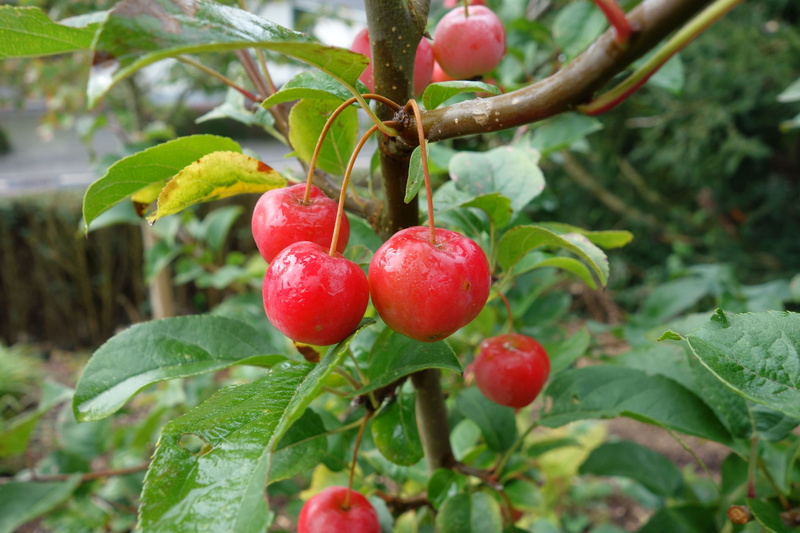 5K, leaf, apple, growth, green color, embellishment, ornamental fruit, food and drink, healthy eating, branch, wellbeing, food, day, freshness, zieraepfel
