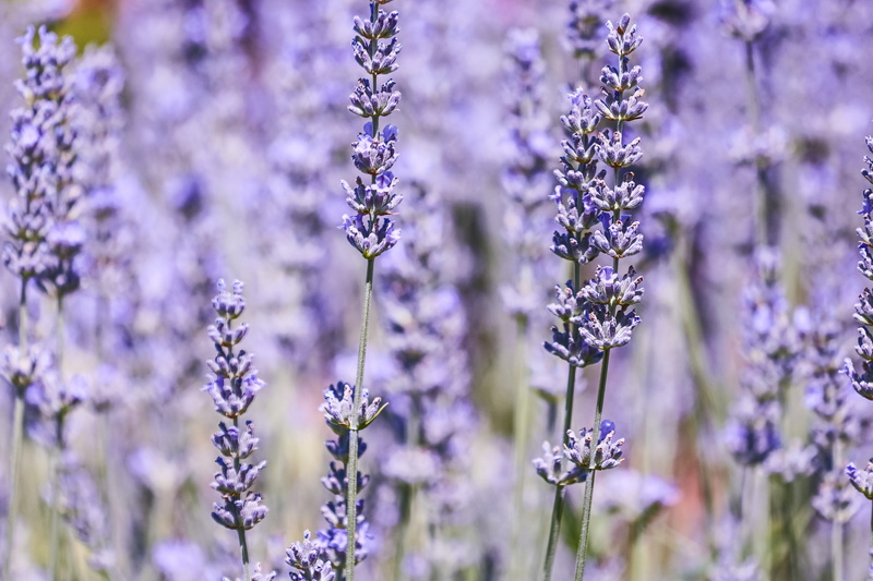 small, vulnerability, close-up, animal themes, focus, nobody, blooming, summer flower, beauty in nature, herb, no people, freshness, flora, 5K, lavender