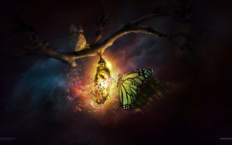 digital art, night, CGI, trees, Cocoon, butterfly, nature, 1080P, Desktopography, clouds, glowing, sky