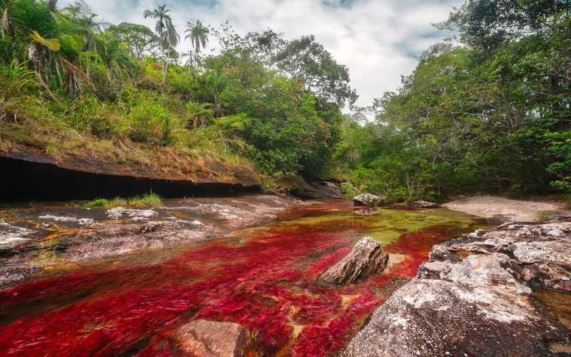 Earth, Caño Cristales, 1080P