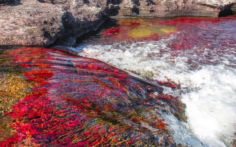 Earth, 1080P, Caño Cristales