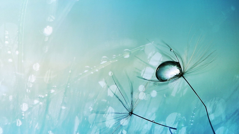 blue, 1080P, reflection, plant, close-up, low angle view, nature, science, drop, water, abstracto, eyesight, no people, dew, vulnerability, window, eye