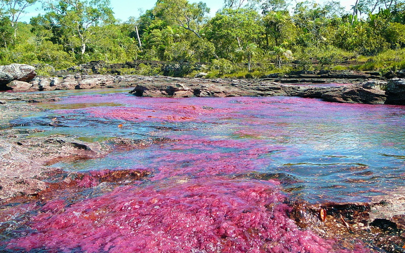 2K, cano cristales