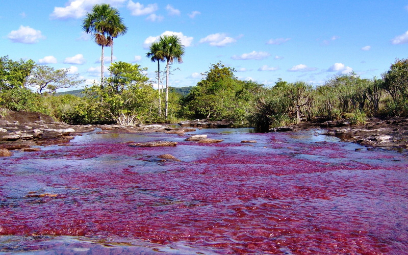2K, cano cristales