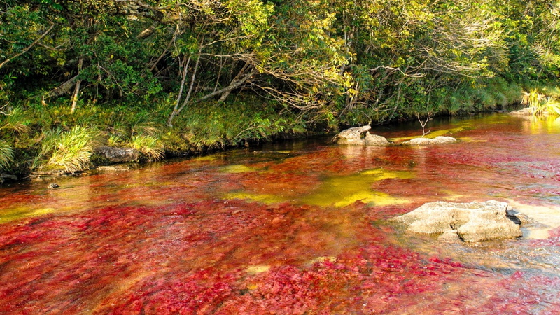 Caño Cristales, Earth, 1080P
