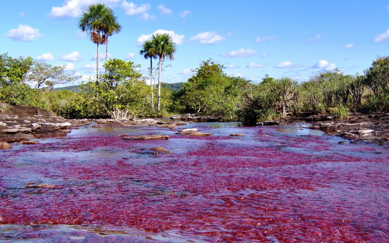 Earth, Caño Cristales, 1080P