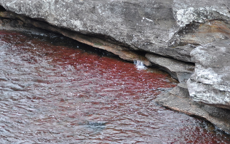 Earth, 1080P, Caño Cristales
