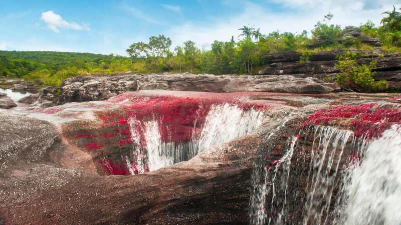 1080P, Caño Cristales, Earth