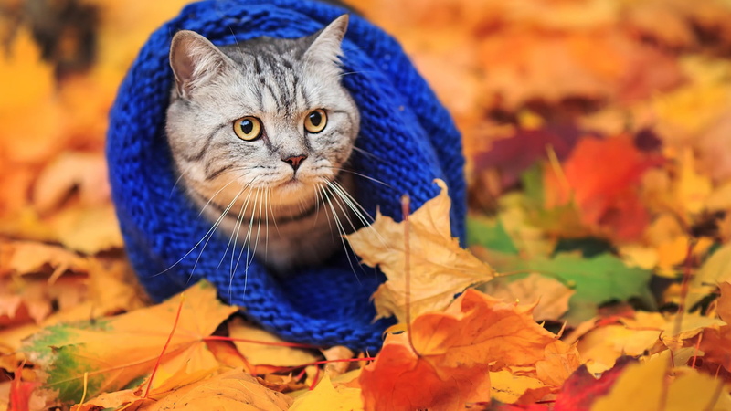 animals, nature, tabby, domestic Cat, fun, mammal, leaves, beautiful, domestic Animals, close-up, park - Man Made Space, human Face, fur, animal themes