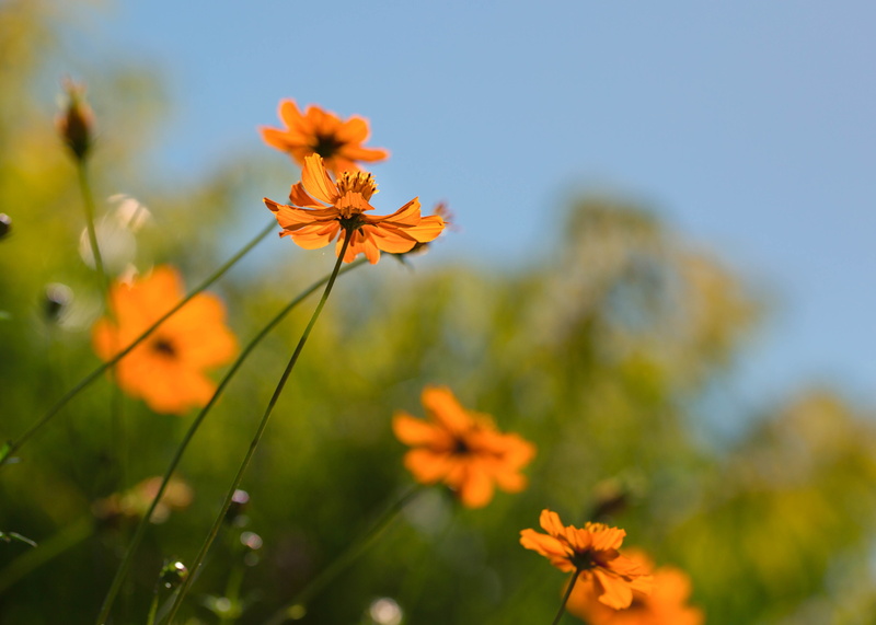 Colorado, plant, orange, nature, petaled, flowers, photo, flower, meadow, outdoors, closeup, yellow, green  blue, Summer, Denver Botanic Gardens, flower  flower