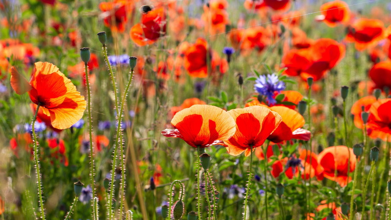 poppies, petal, red, flowers, orange, summer, 2K, flower
