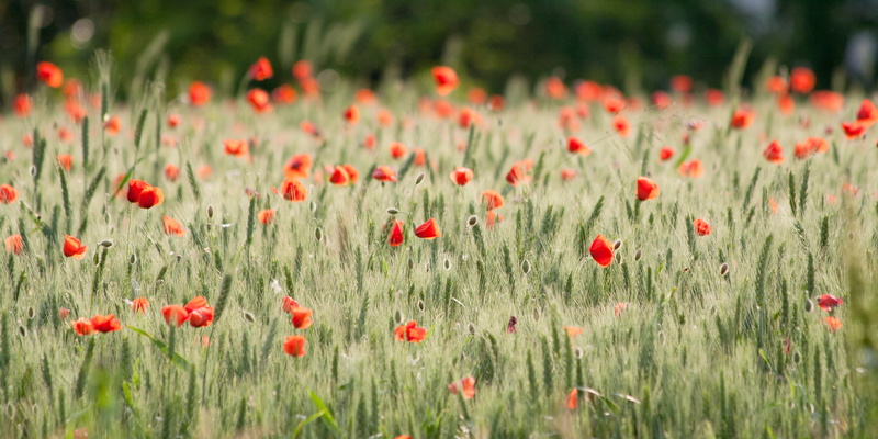 papaver, springtime, rural Scene, close, petaled, orange, explored, flower, beauty In Nature, red  field, season, flowers, nature, photo, 2K, Wheat Field