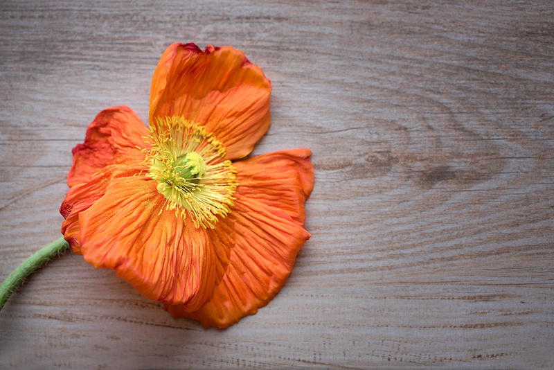 orange color, surface, close-up, wellbeing, close, indoors, nature, flowering plant, brown, directly above, bloom, 1080P, still life, petals, freshness