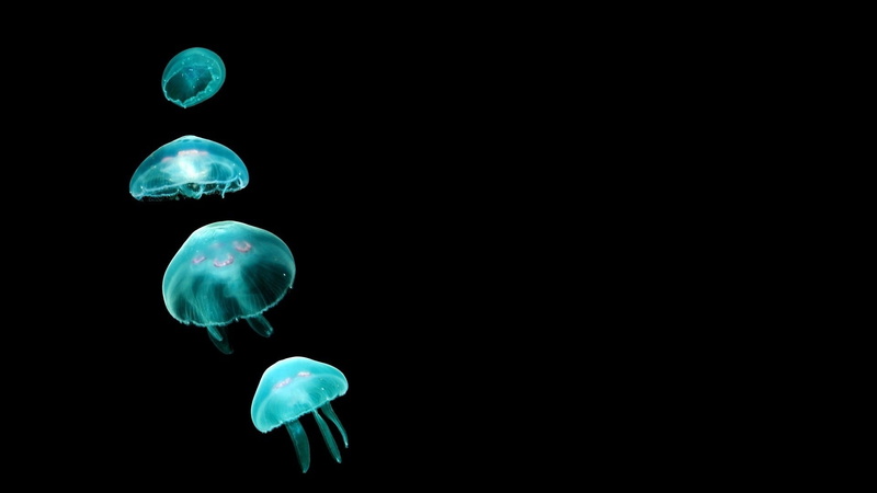 cyan, group of animals, underwater, swimming, no people, animal themes, close-up, sea, sea life, marine, nature, floating on water, animal wildlife, glowing
