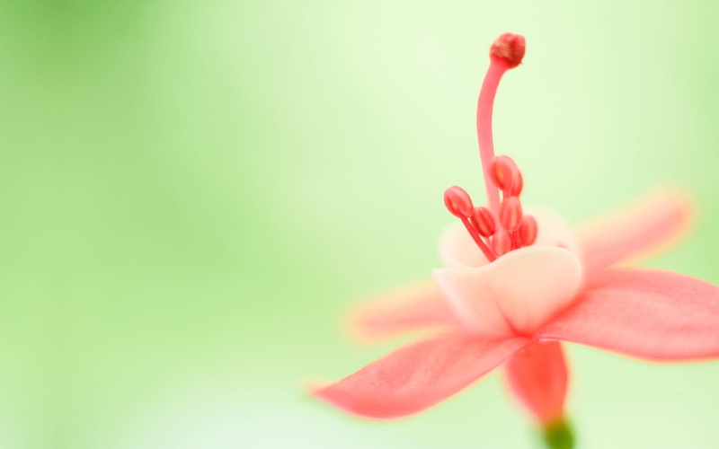 fragility, flower, petal, flowering plant, close-up, desktop, wid, freshness, pollen, bloom, no people, pink, 1080P, copy space, beauty in nature, flowers