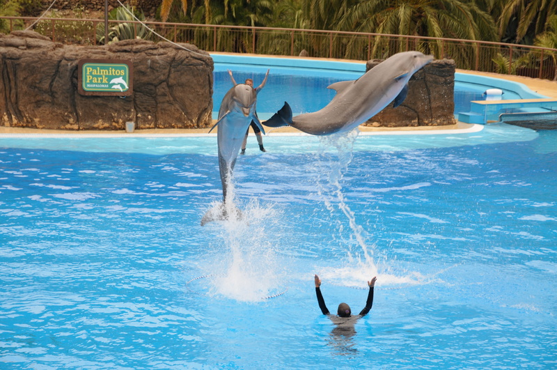 men, leisure activity, swimming pool, people, full length, nature, adult, motion, preview, dolphinarium, lifestyles, water, 4K, pool, blue, outdoors, shirtless