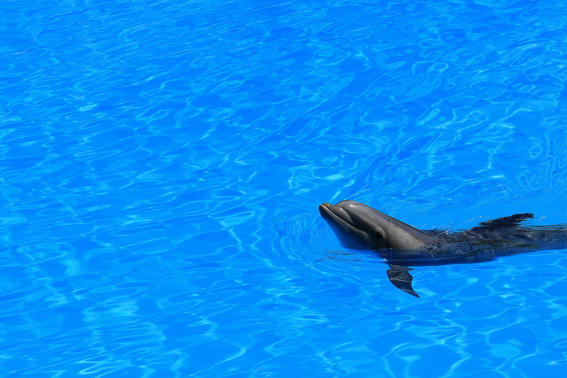 aquatic mammal, delfin, waterfront, preview, high angle view, one animal, loro park, wet, water, animal, animal themes, no people, 5K, dolphin, underwater