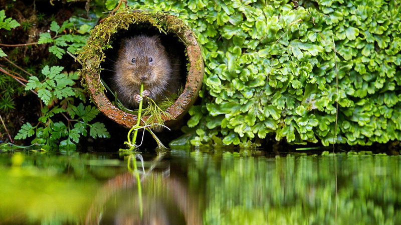 rodent, pets, whisker, preview, theme, 1080P, animal themes, portrait, no people, animal, animals in the wild, nature, day, windows, reflection, desktop