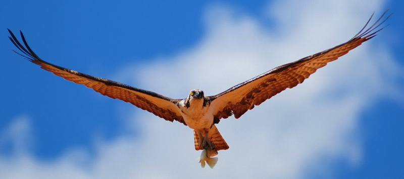 Animal, Hawk, Flying, 1080P, Gyrfalcon, Bird, Falcon (Marvel Comics), Birds