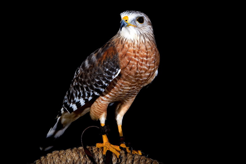 Birds, Animal, Falcon, Prairie Falcon, Bird, 720P, Falcon (Marvel Comics)