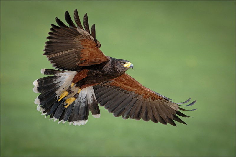 bird, outdoors, mid-air, Birds, motion, Bird Of Prey, vertebrate, American Kestrel, green color, eagle - bird, no people, day, Falcon (Marvel Comics), close-up
