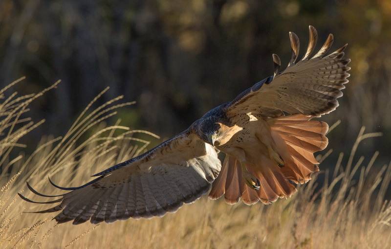 1080P, Birds, Falcon, Falcon (Marvel Comics)