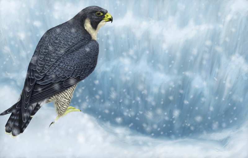 Bird Of Prey, Snowfall, Birds, animals in the wild, vertebrate, outdoors, animal themes, animal wildlife, nature, water, Falcon (Marvel Comics), focus on foreground