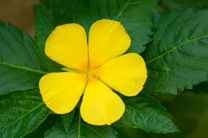 plant part, petal, no people, plant, flower head, yellow, outdoors, inflorescence, leaf, green color, flower, pentagram, growth, green, flowering plant