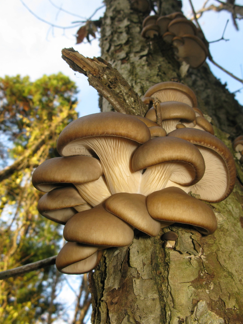 sky, vegetable, plants, mushroom, low angle view, growth, day, Tree, beauty in nature, 2K, Japan, outdoors, macro, toadstool, brown, plant, fungus, food
