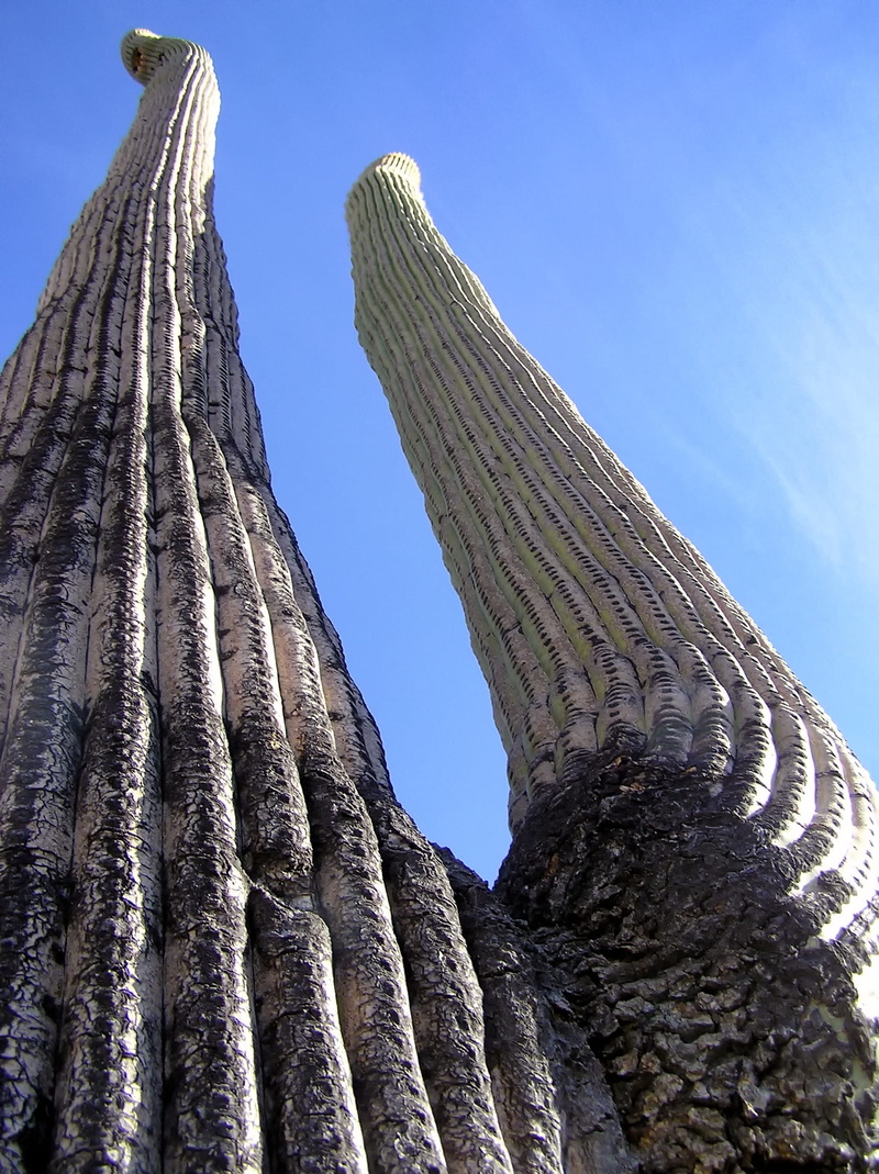 nature, architecture, 1080P, travel, outdoors, Giant, day, Saguaro, clear sky, Plant, close-up, no people, Cacti, the past, giant saguaro, sunlight, tranquility