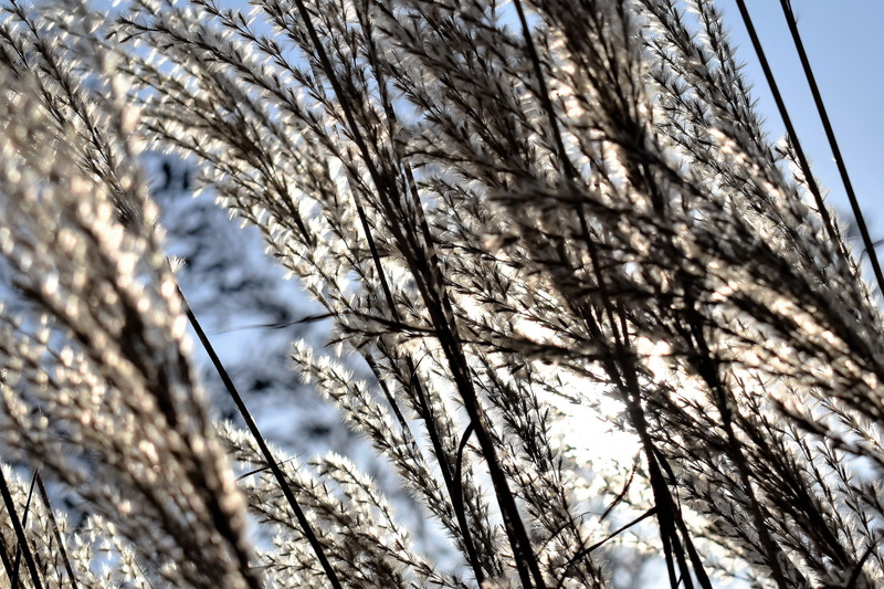 branch, pine woodland, plant, bare tree, tranquility, day, grasses, back light, close, winter, sky, no people, growth, close-up, flowers, 4K, outdoors