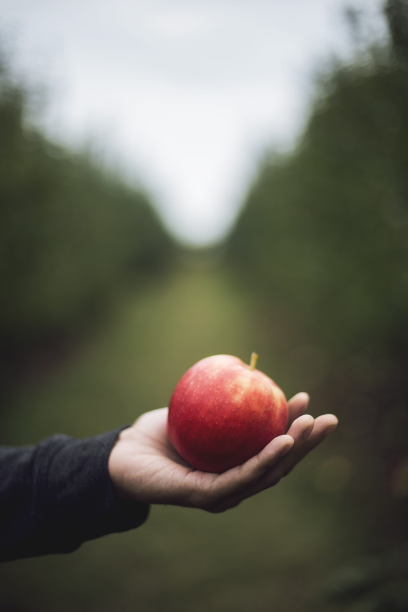 photography, autumn, one person, selective, apple - fruit, finger, hand, left, fall, outdoors, focus on foreground, nature, fiels, s, focus, forest, real people