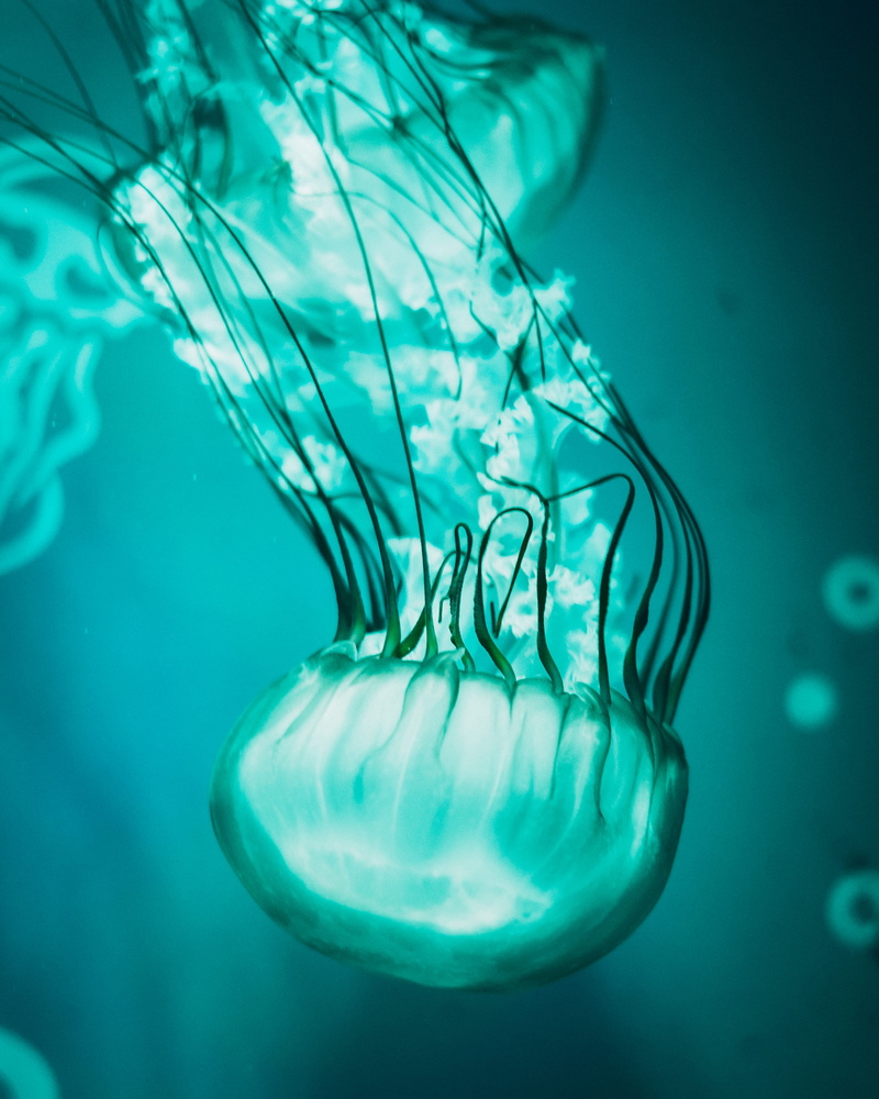 invertebrate, aqua, sea, blue, marine, underwater, detail, animals in the wild, interesting, float, ocean, creature, jellyfish, water, phosphorescent, animal