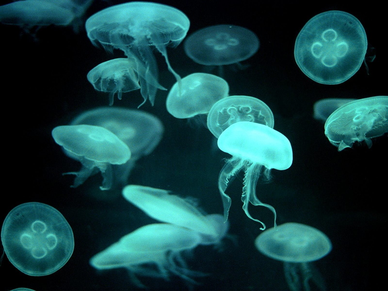 cnidarian, large group of animals, underwater, marine, swimming Animal, Jellyfish, translucent, sea Life, medusa, water, outdoors, animal wildlife, beauty in nature