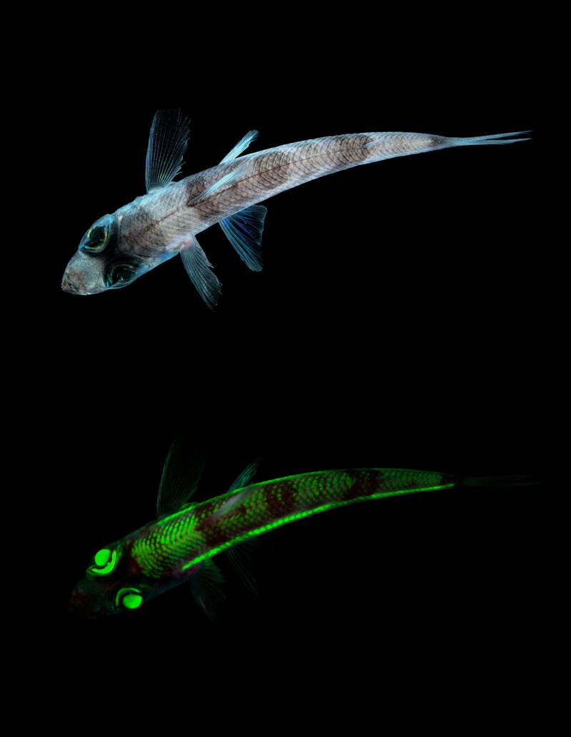 phosphorescence, 2K, indoors, fluoresce, background, animals in the wild, marine life, luminescence, lizard fish, black background, swimming, gray, marine