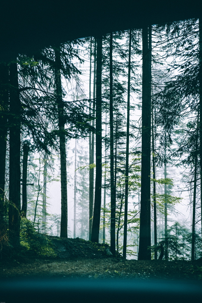  car, environment, tree trunk, view, transparent, outdoors, tranquility, non-urban scene, desktop, desktop background, background image