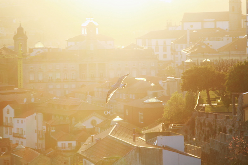 city life, daylight, old town, sunset, 5K, sky, hour, lens flare, landscape, birds, residential district, fog, outdoors, roof, bright, golden, foggy, sunlight