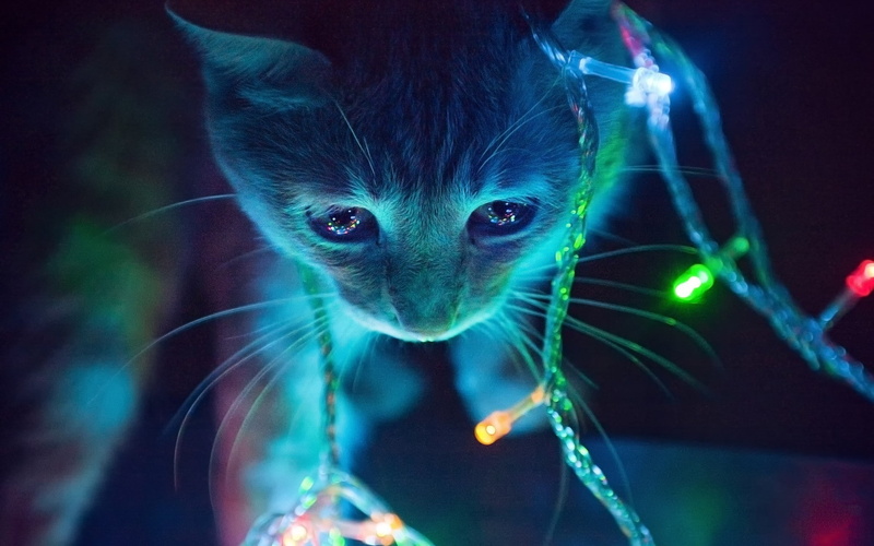 lights, cat, macro, glowing, christmas lights, animals, neon, 1080P