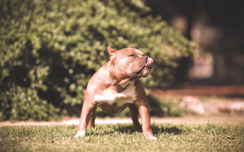 pitbull, 2K