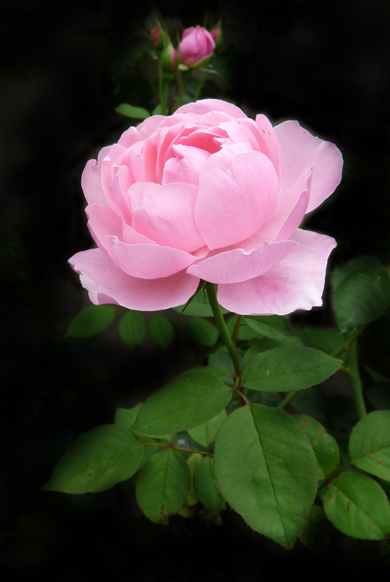 nature, vulnerability, rose, macro, beauty in nature, flower, growth, flowering plant, outdoors, 2K, flower head, rose - flower, pink color, photography