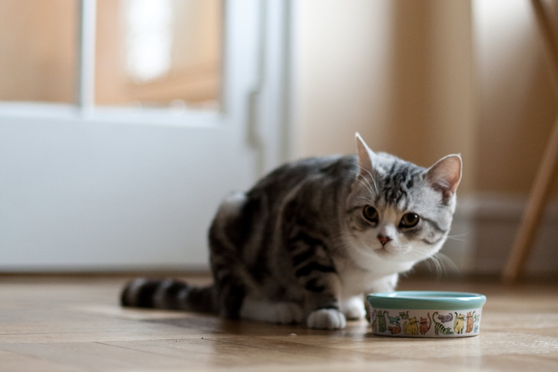 cute, tabby, brown tabby, scottish fold  cat, domestic Cat, tabby cat, kitten, feline, pets, animal, closeup, brown, Classic, young Animal, domestic Animals