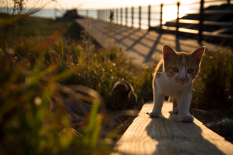 ネコ, wooden, nature, 猫, animal, born this way, 5K, pets, green grass, green, domestic Cat, brown, walking, cat, tabby, SIGMA, Japan, NIKON  D750, orange tabby